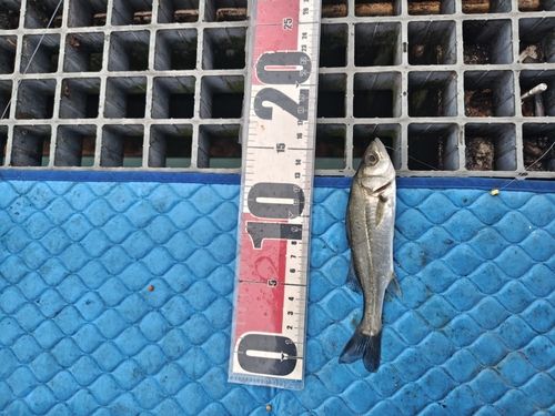 セイゴ（マルスズキ）の釣果