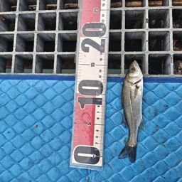 セイゴ（マルスズキ）