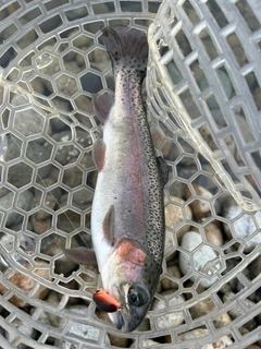 ニジマスの釣果