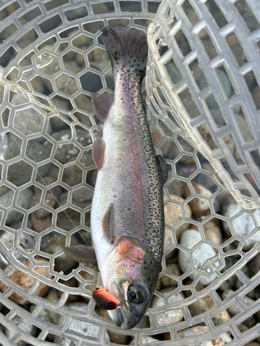 北方川釣り体験場マス釣り場