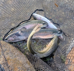 レインボートラウトの釣果