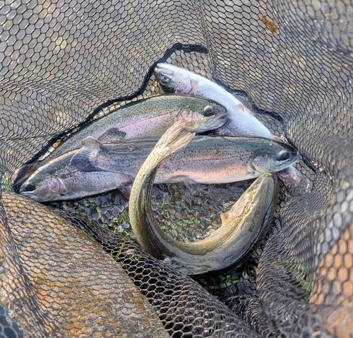 鬼怒川フィッシングエリア