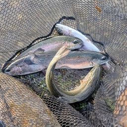 レインボートラウト