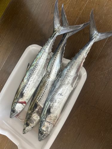 サゴシの釣果