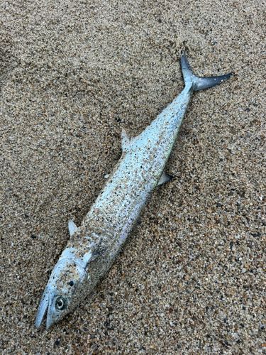 天神川河口（鳥取）