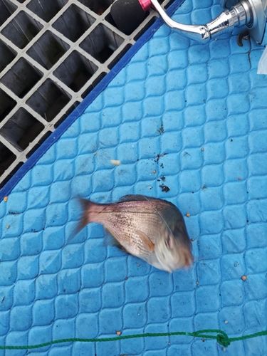 ウミタナゴの釣果