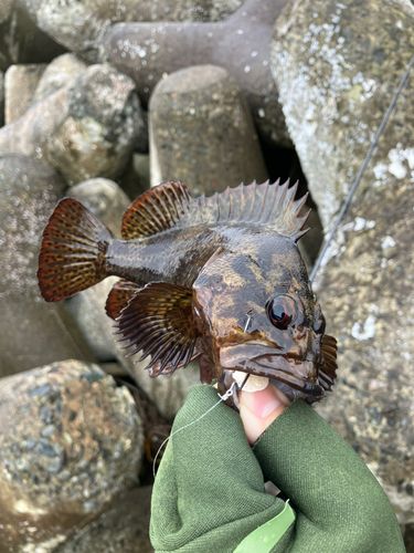 ムラソイの釣果