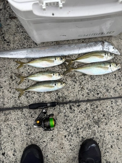 マアジの釣果