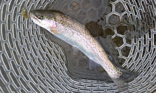 ニジマスの釣果