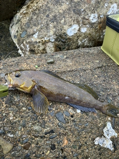 アイナメの釣果