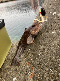 アイナメの釣果