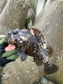 ムラソイの釣果