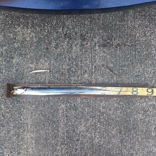 タチウオの釣果