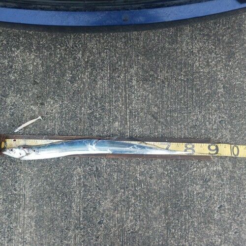 タチウオの釣果