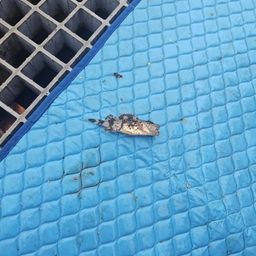 タケノコメバル