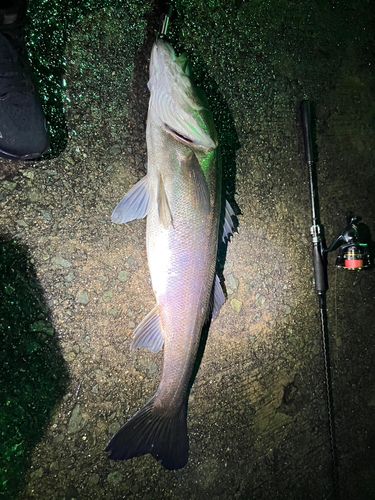 忠岡木材コンビナート