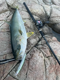ヒラマサの釣果