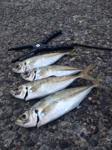 アジの釣果