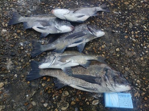 チヌの釣果