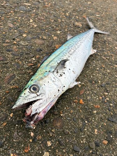 サゴシの釣果