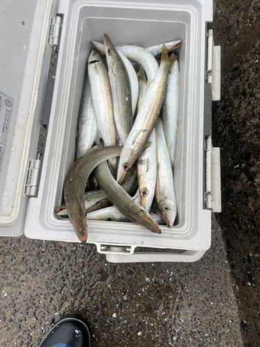 カマスの釣果
