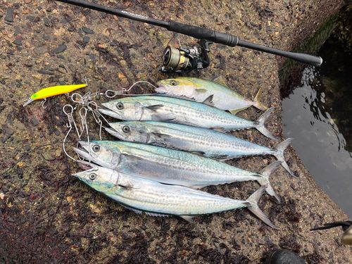 サゴシの釣果