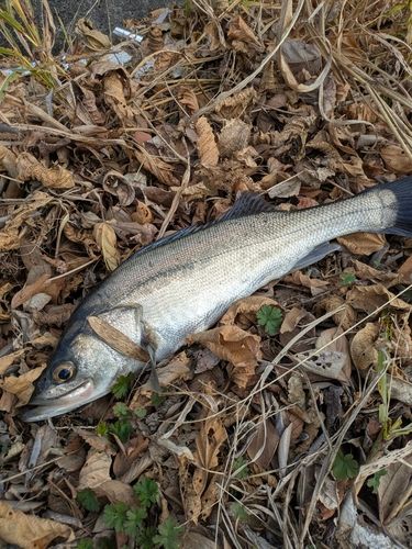 フッコ（マルスズキ）の釣果