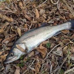 フッコ（マルスズキ）