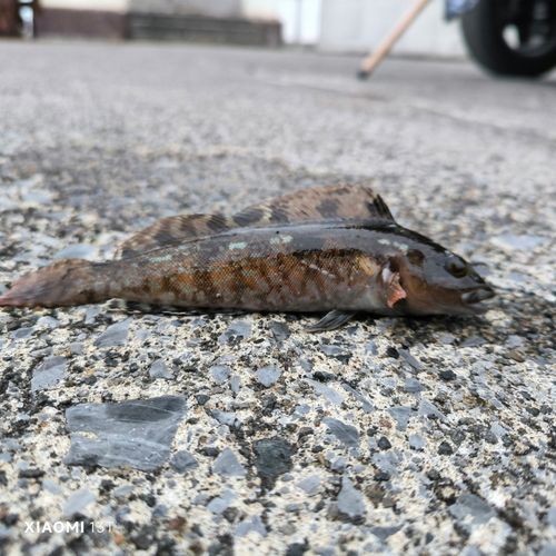 アイナメの釣果