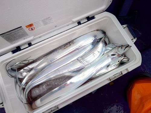 タチウオの釣果