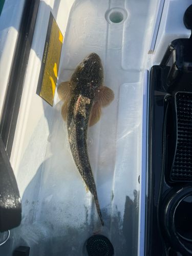 東京湾（富津〜金谷）