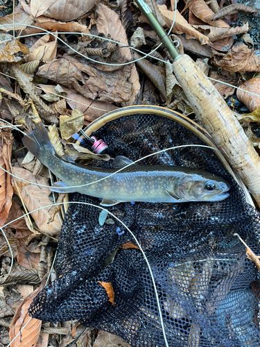 イワナの釣果