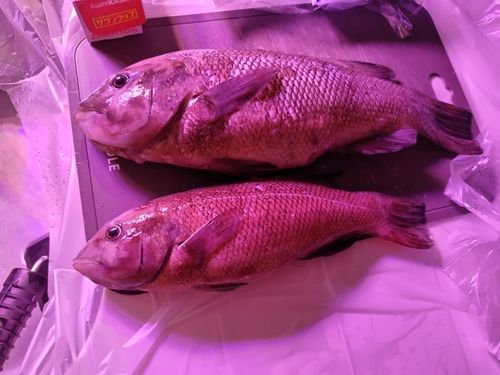 神戸空港親水護岸