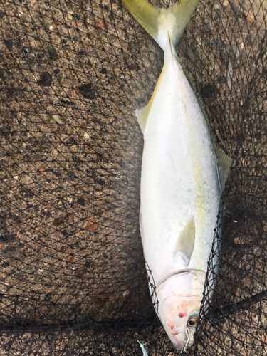 フクラギの釣果