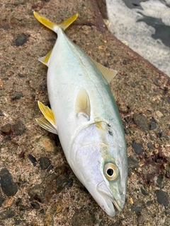 ワカシの釣果