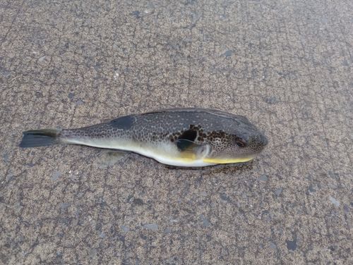 クサフグの釣果