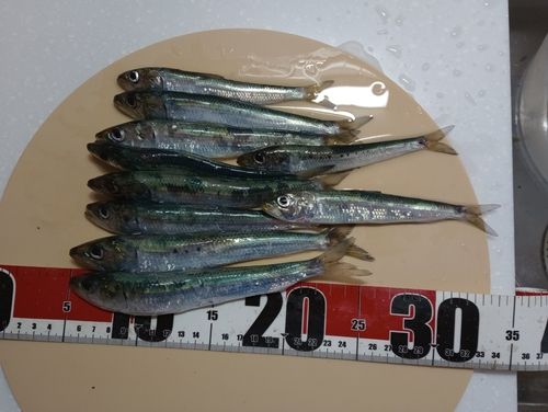 イワシの釣果