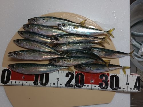 サバの釣果