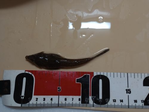 ネズミゴチの釣果