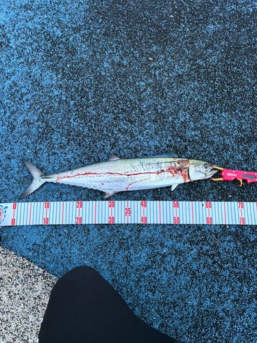 周防大島（屋代島）