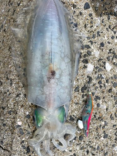 アオリイカの釣果