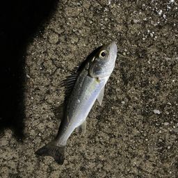 セイゴ（ヒラスズキ）