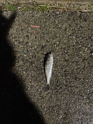 セイゴ（ヒラスズキ）の釣果