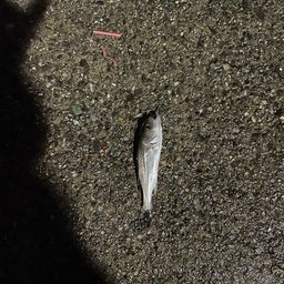 セイゴ（ヒラスズキ）