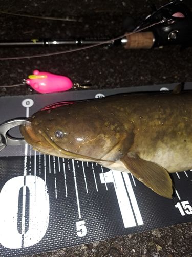 ナマズの釣果