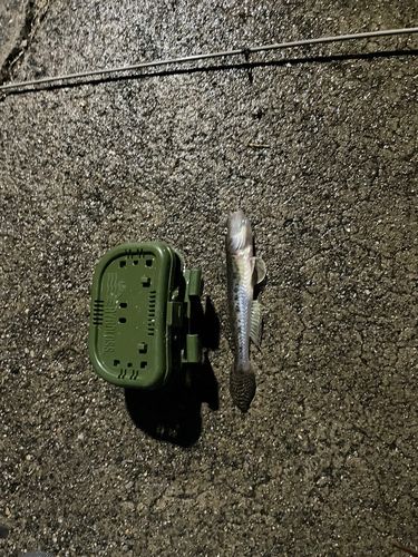 セイゴ（ヒラスズキ）の釣果