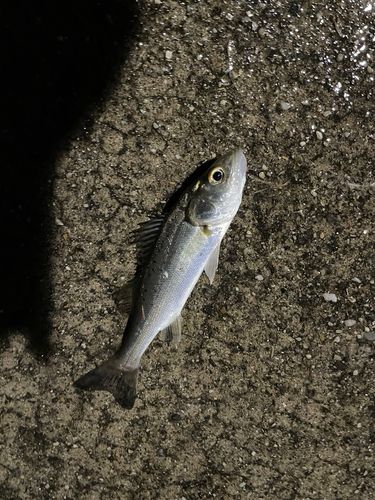 セイゴ（ヒラスズキ）の釣果