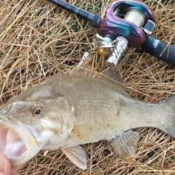 スモールマウスバス