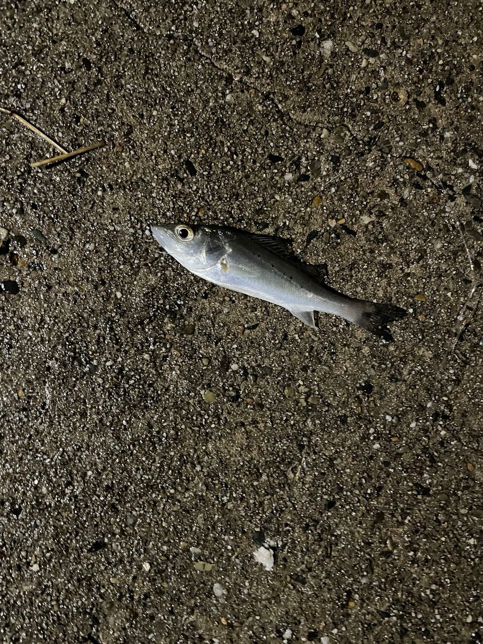 セイゴ（ヒラスズキ）