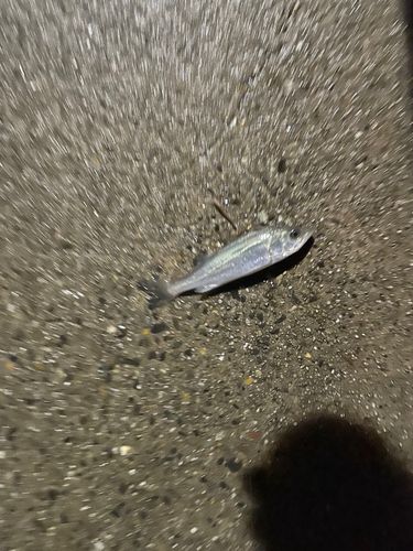 セイゴ（ヒラスズキ）の釣果